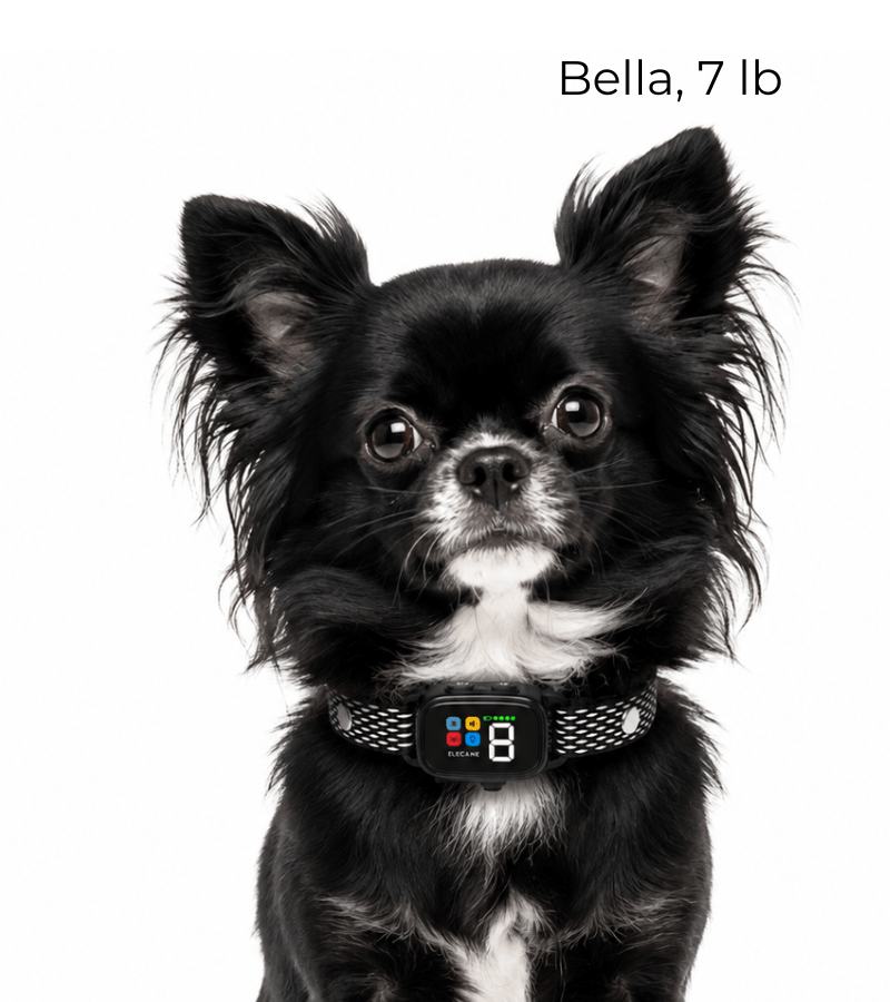 316G bark collar for small dogs
