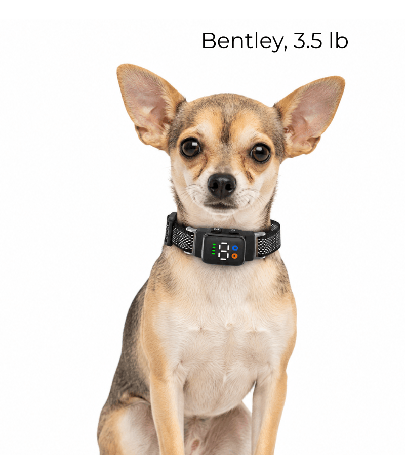 TeaCup bark collar for extra tiny dogs