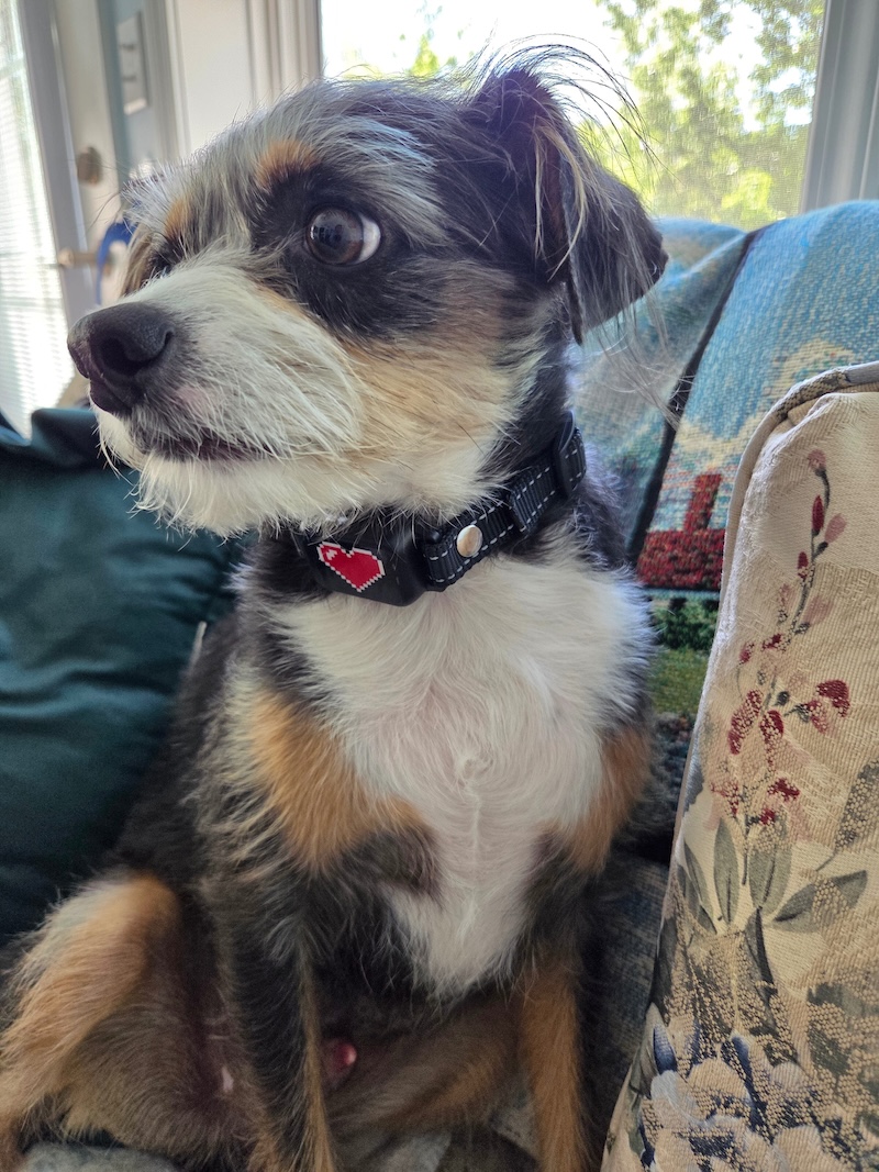 Chip wearing an Elecane OB11 bark collar
