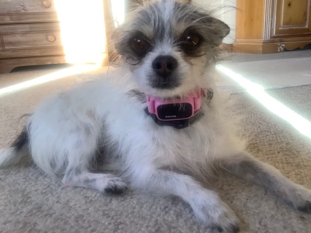 Coco wearing an Elecane bark collar