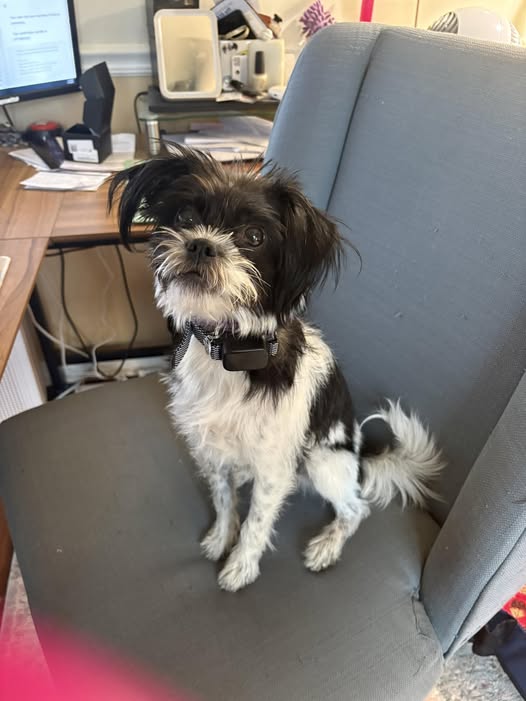Emmy wearing an Elecane OB10 Pro bark collar