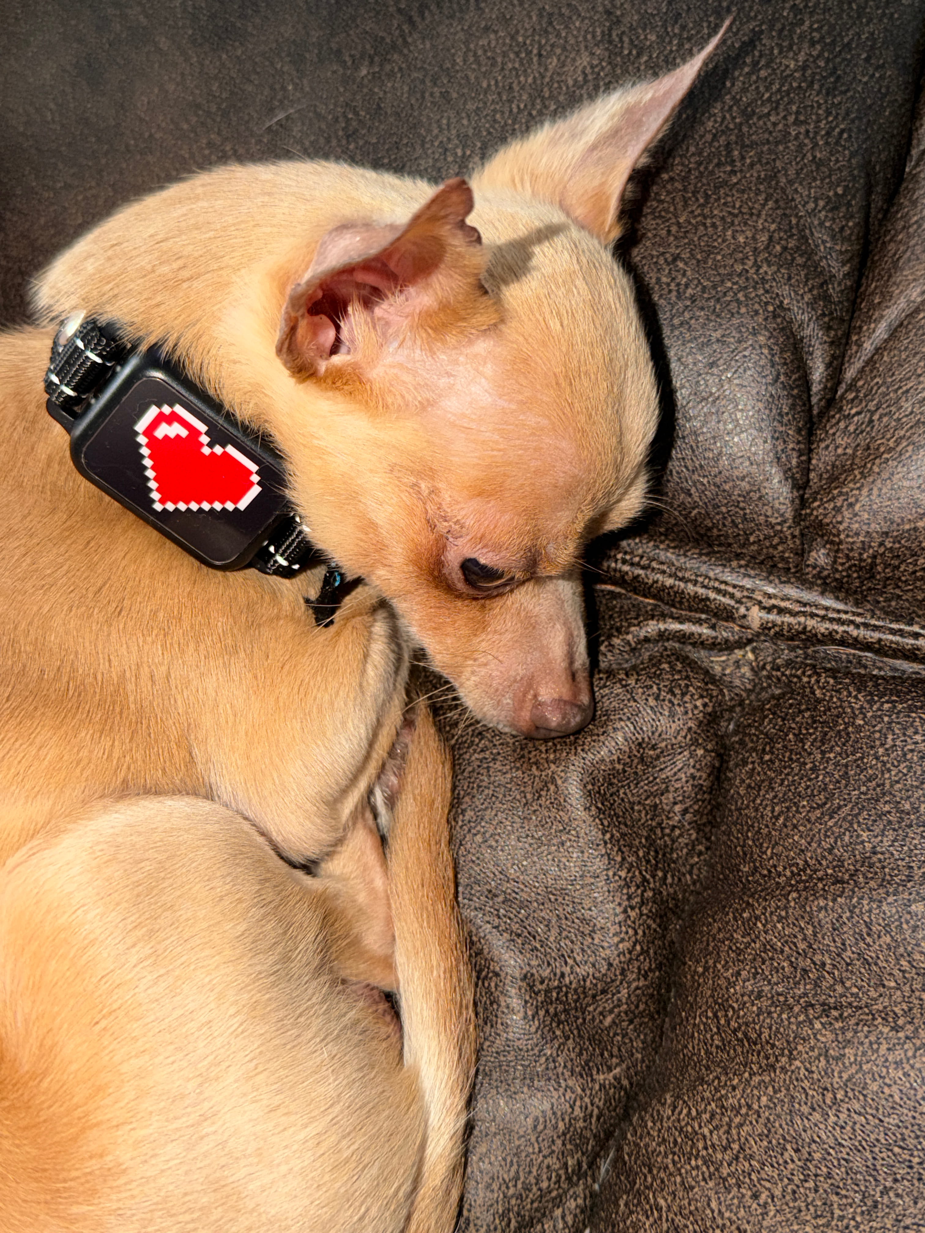 Frankie wearing an Elecane bark collar