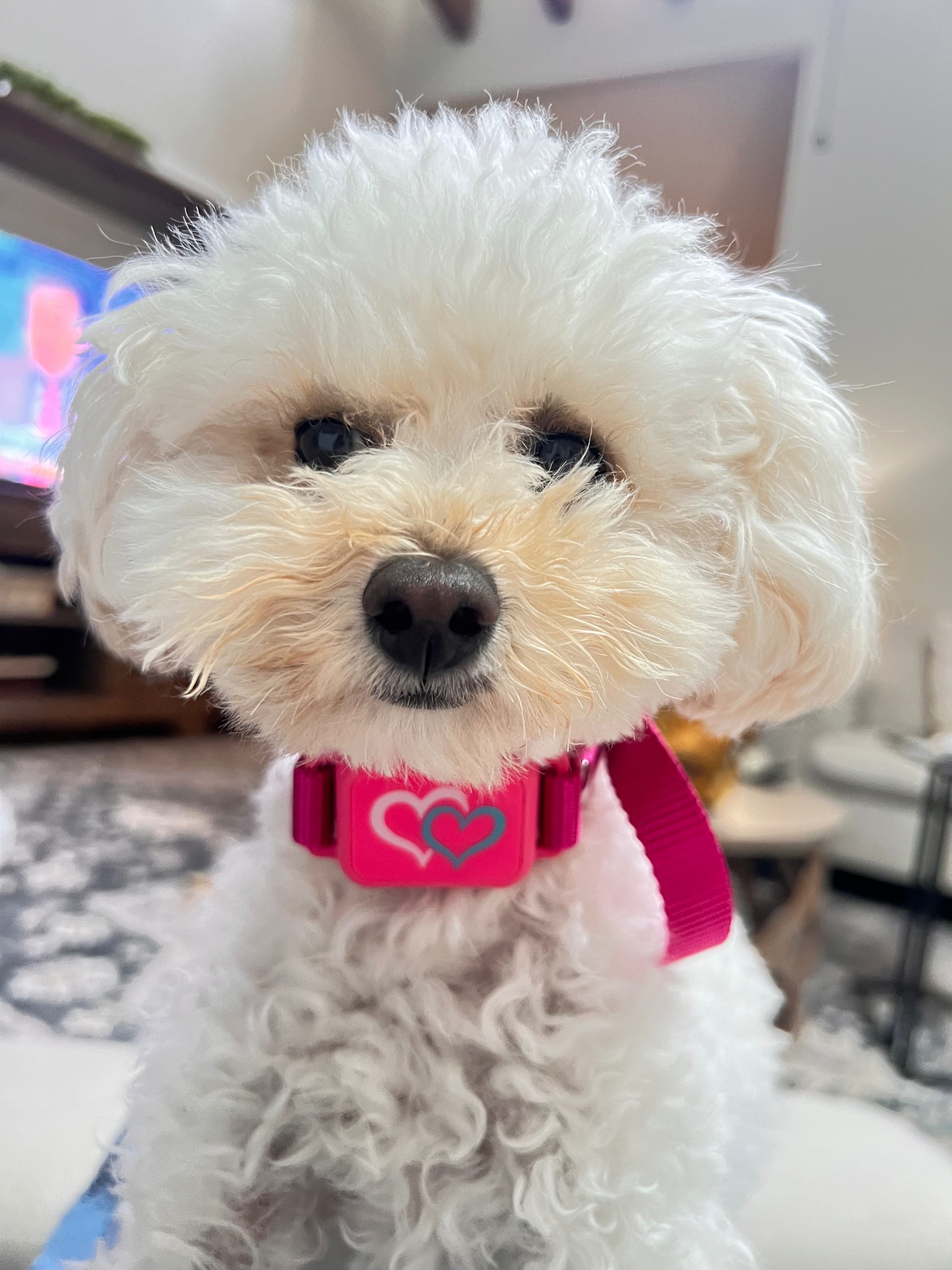 Jojo wearing an Elecane bark collar