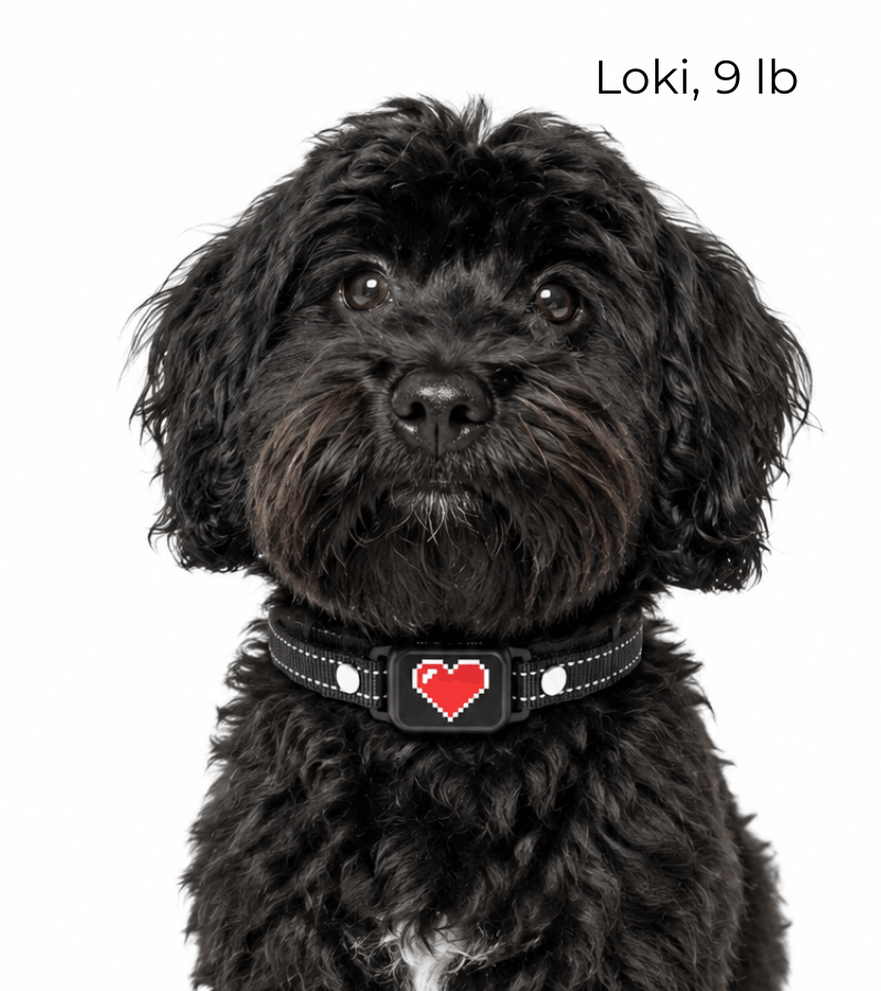 OB11 bark collar for small dogs