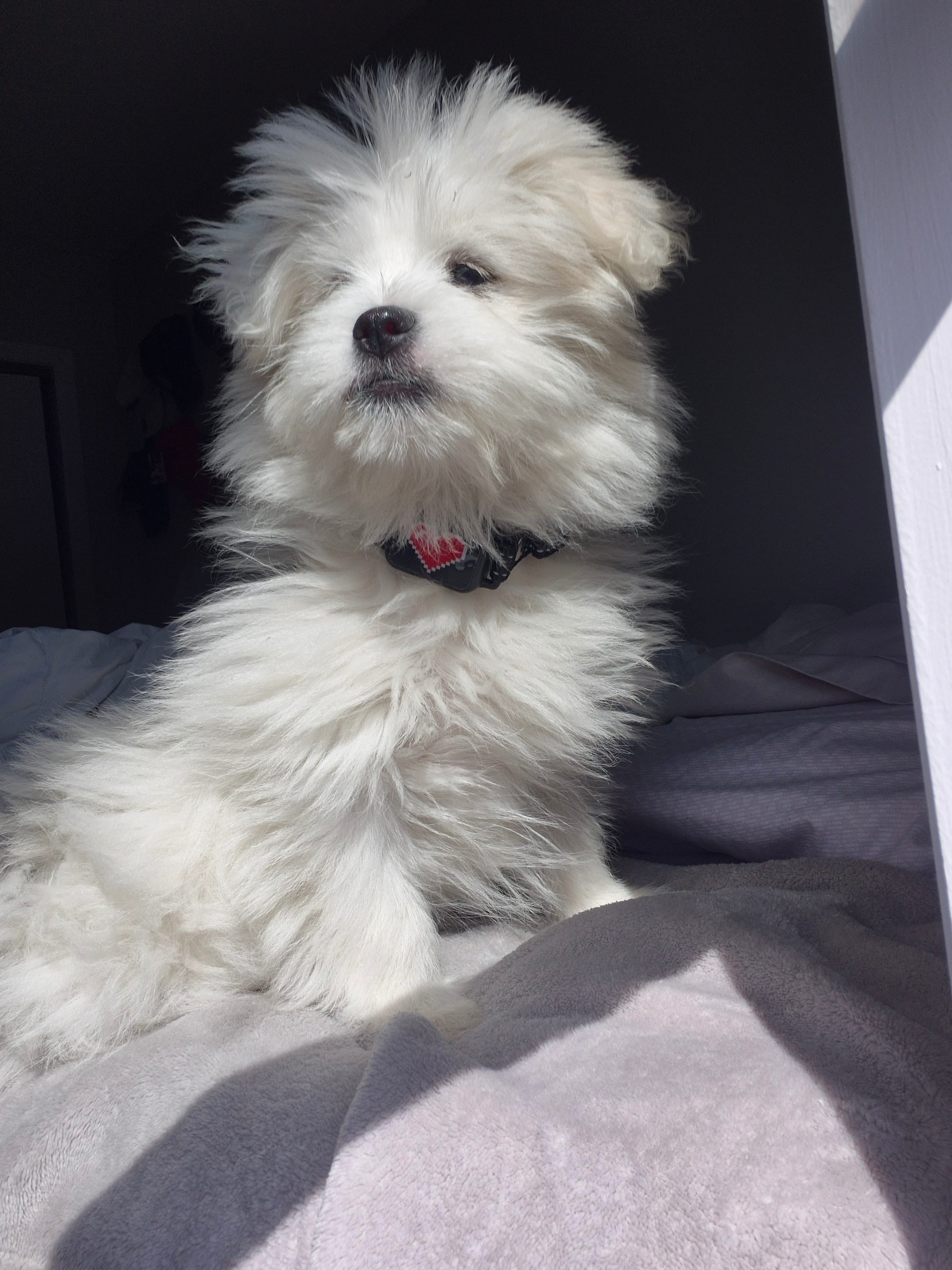 Mia wearing an Elecane OB11 bark collar