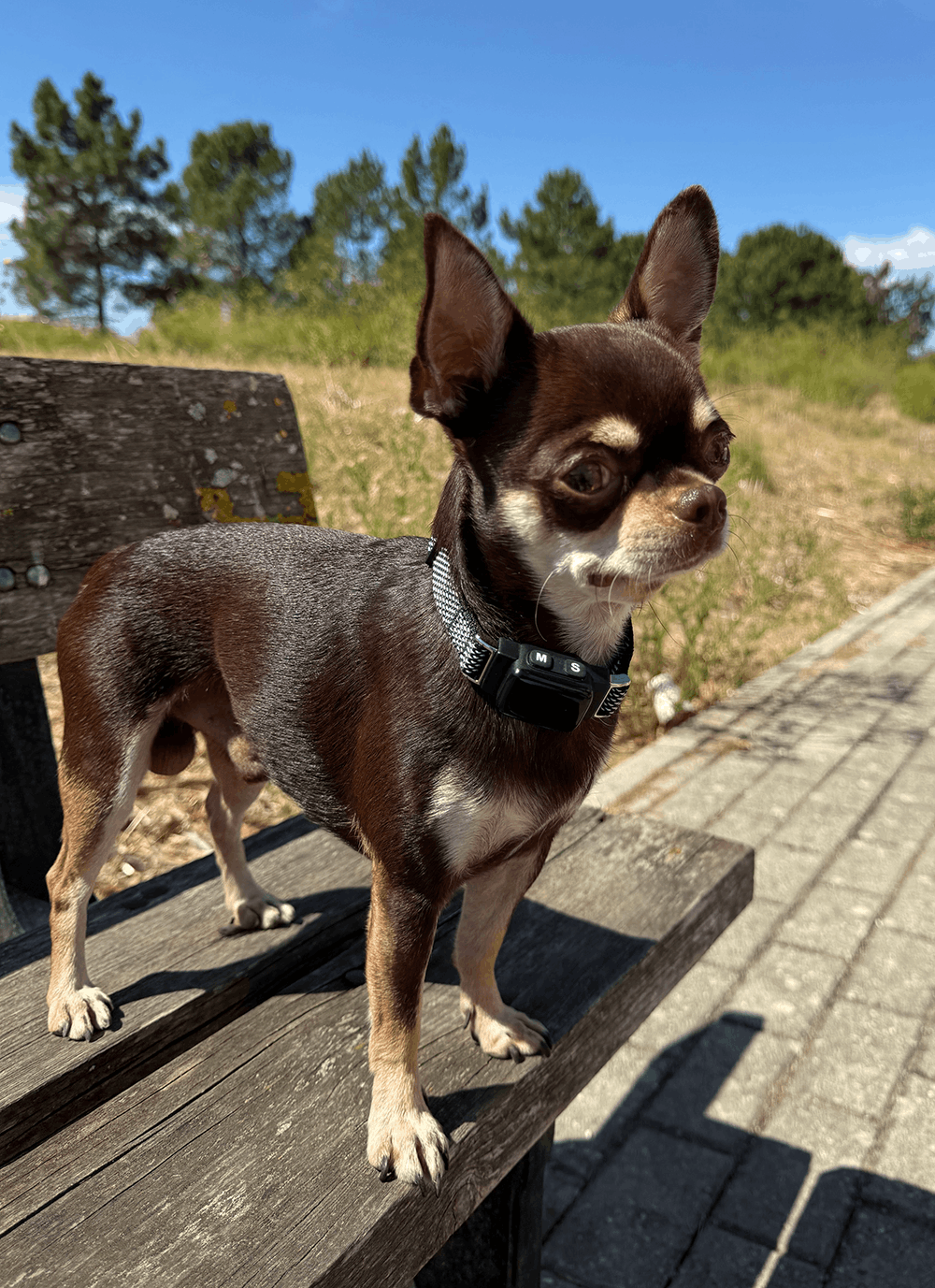 Sasha wearing an Elecane bark collar