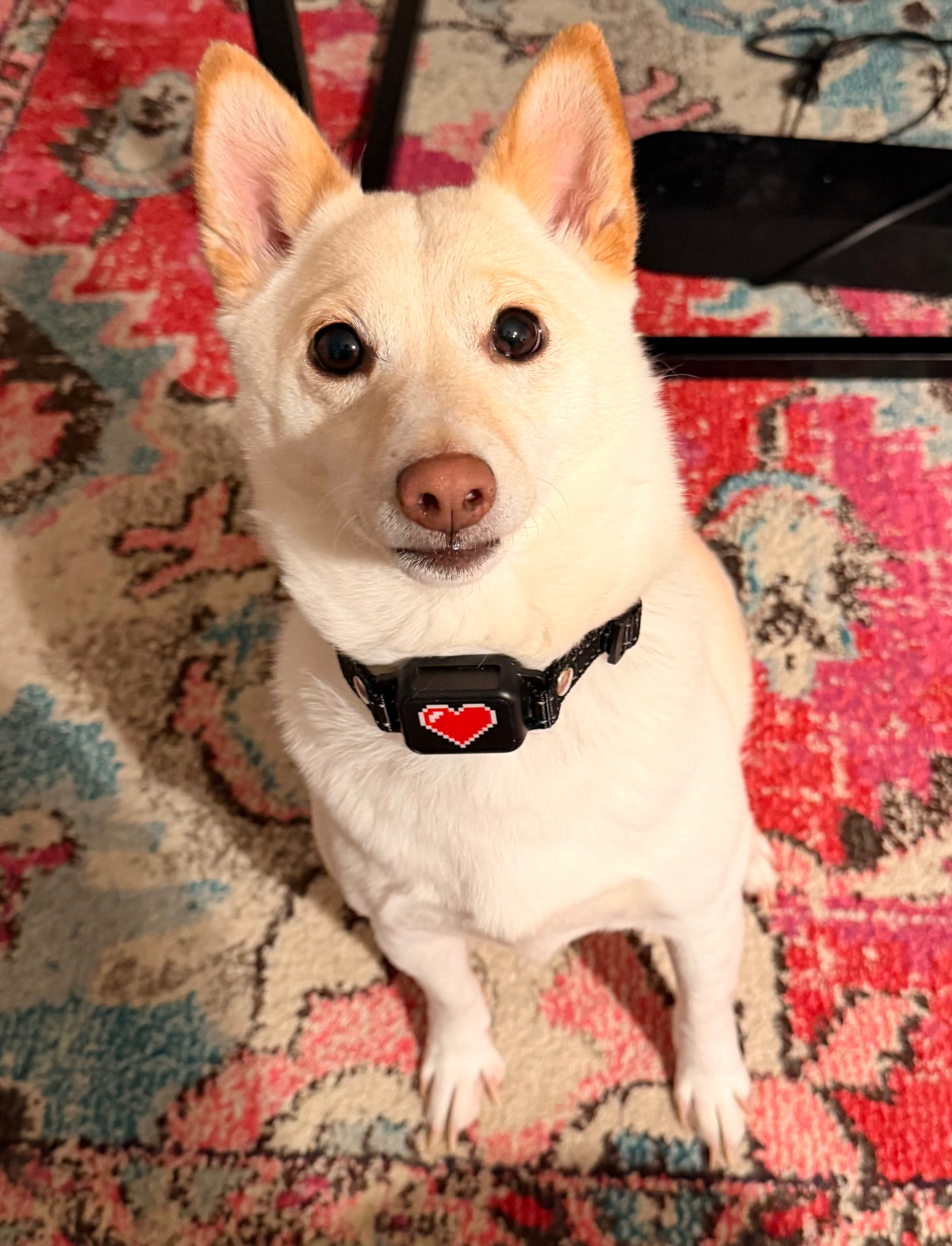 Yuki wearing an Elecane bark collar