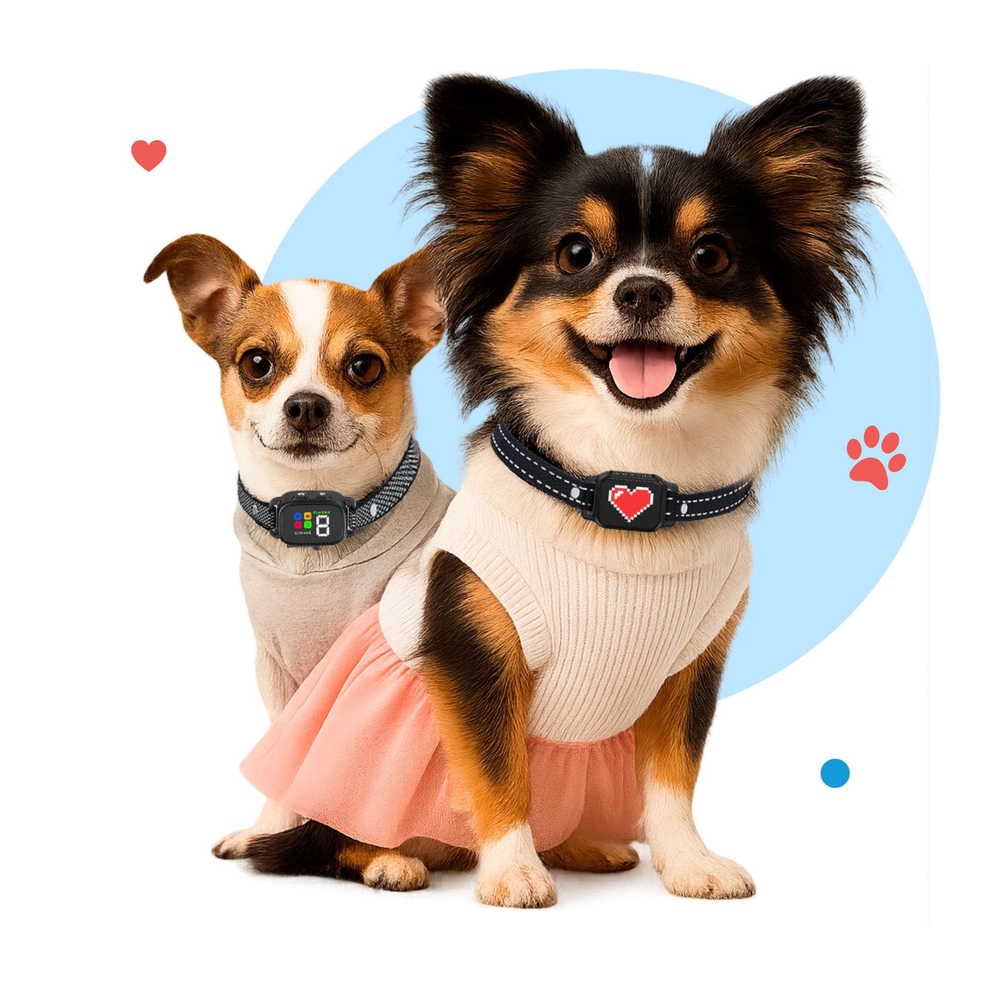 Small dogs wearing Elecane bark collars