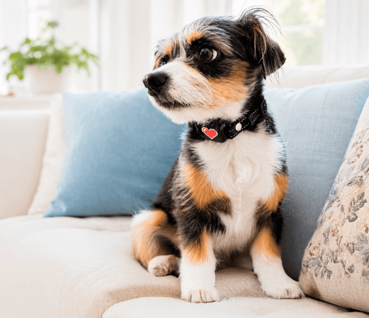 Small dog wearing an Elecane bark collar